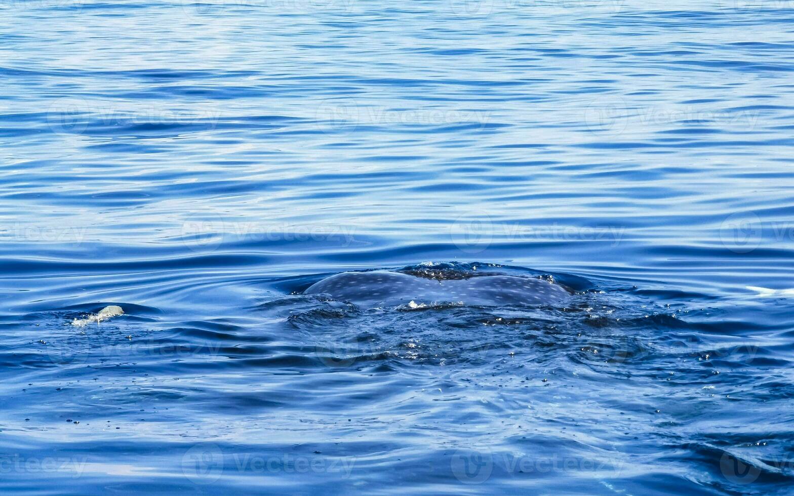 enorm val haj simmar på de vatten yta cancun Mexiko. foto