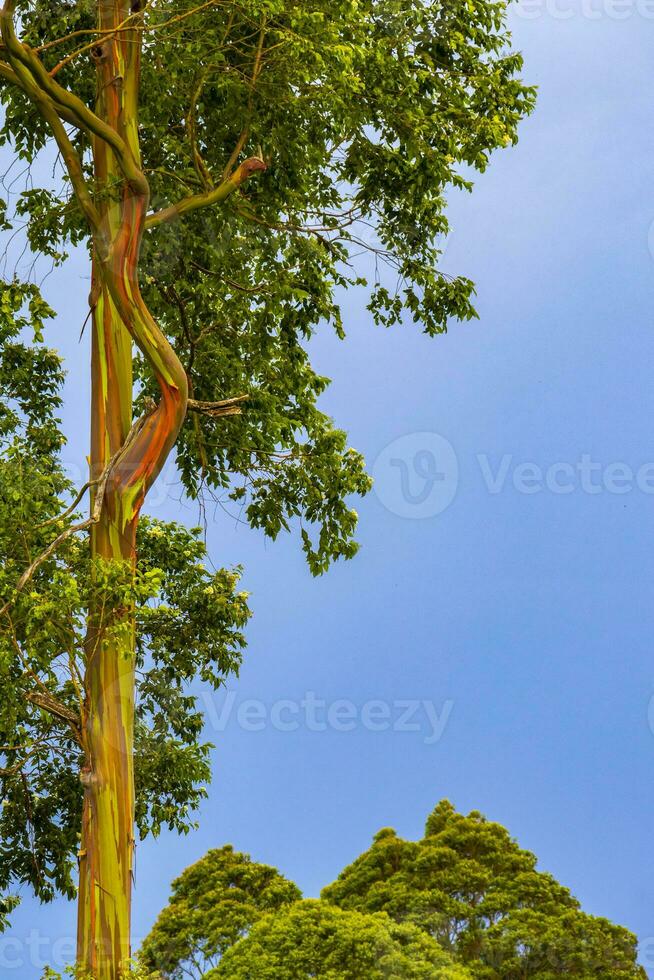 eukalyptus träd träd färgrik bark bergen och skogar costa rica. foto