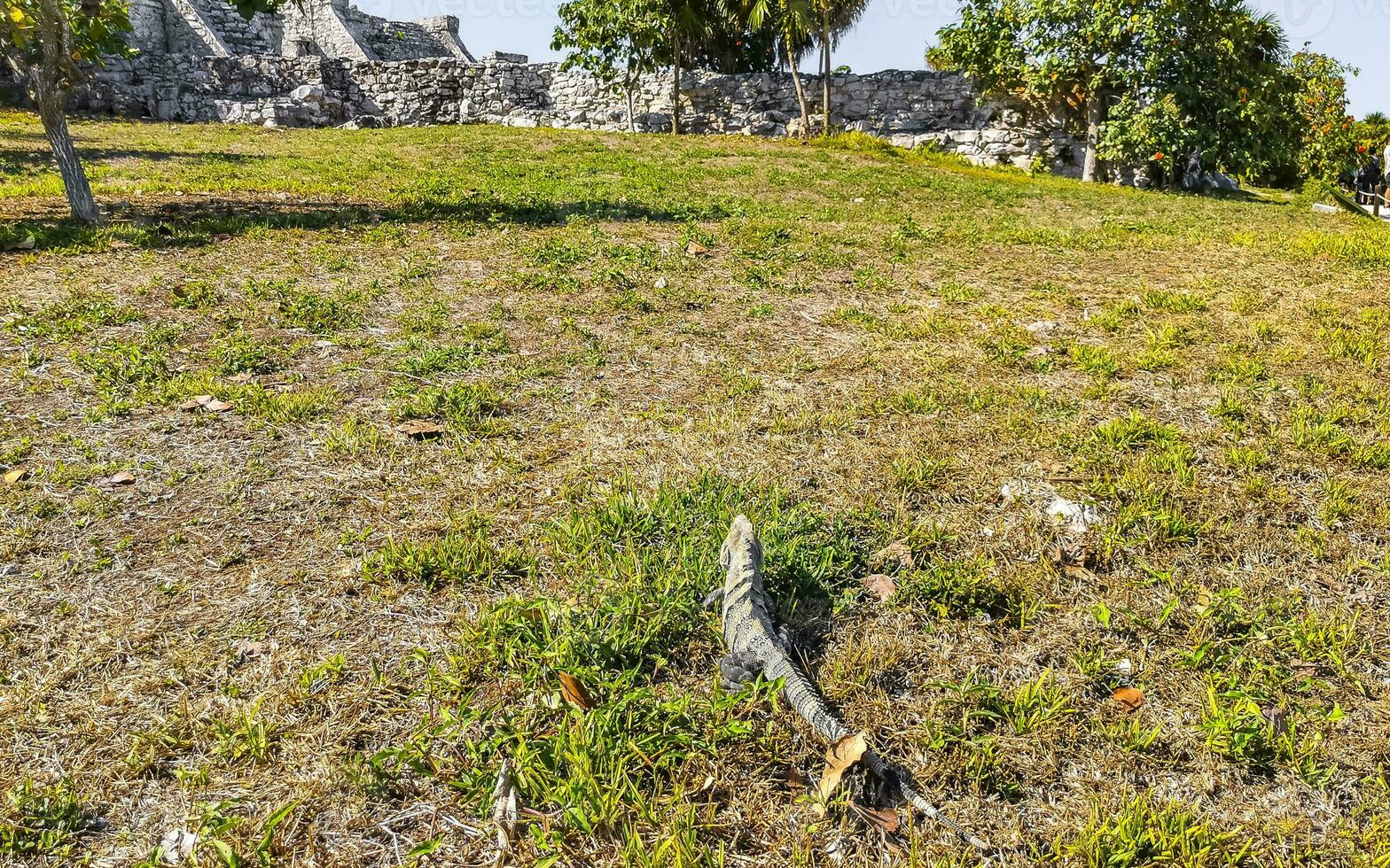 leguan på gräs tulum ruiner mayan plats tempel pyramiderna Mexiko. foto