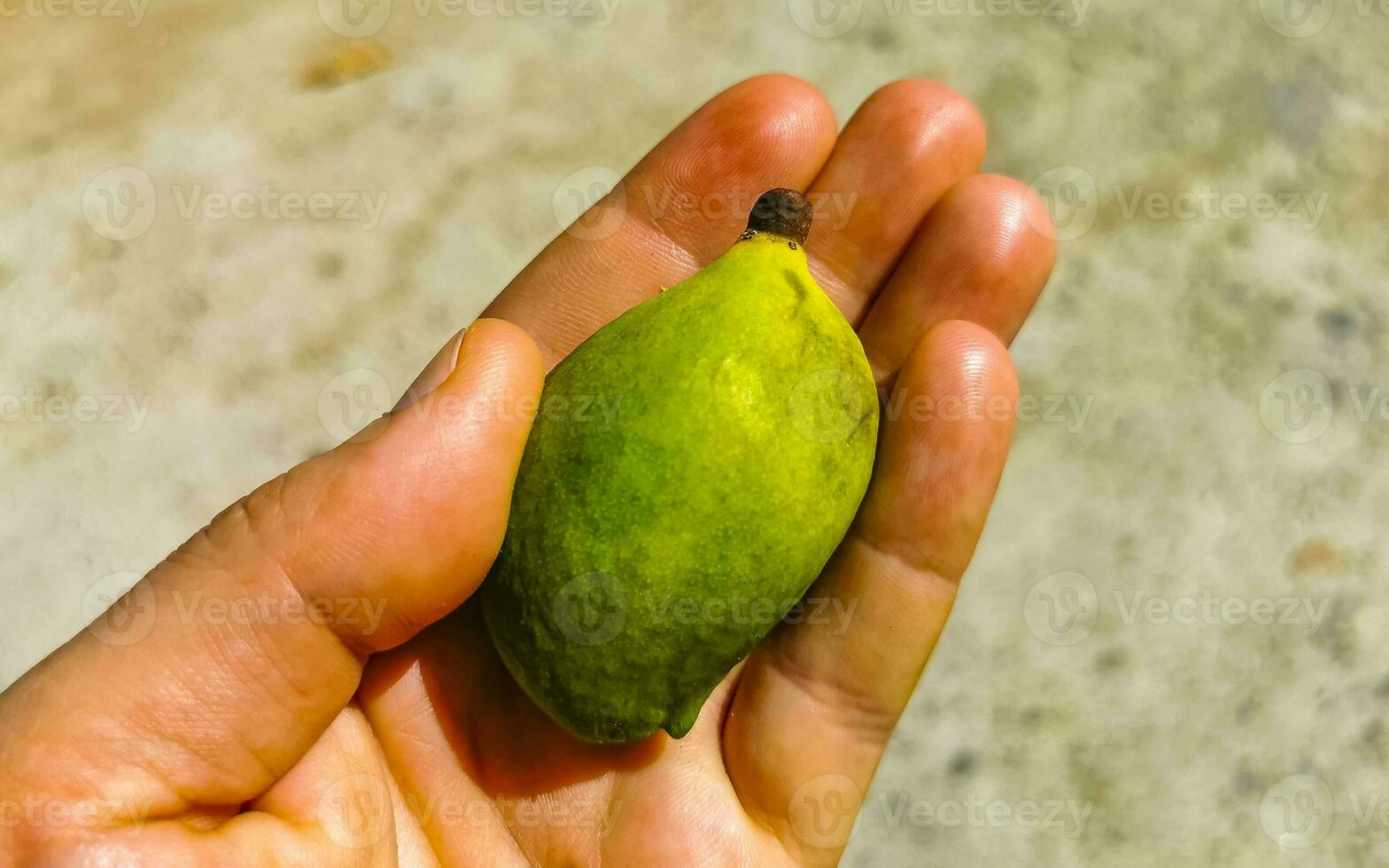 små omogen mango i hand av en mango träd. foto