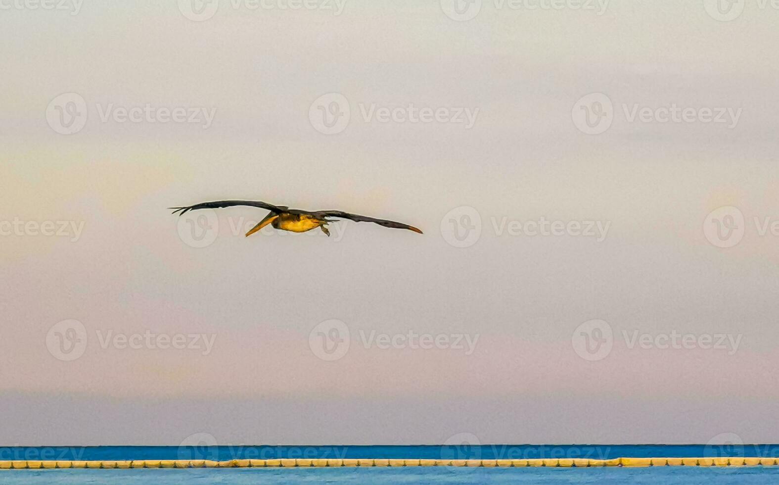 skön pelikan fågel pelikaner fåglar flygande över de hav Mexiko. foto