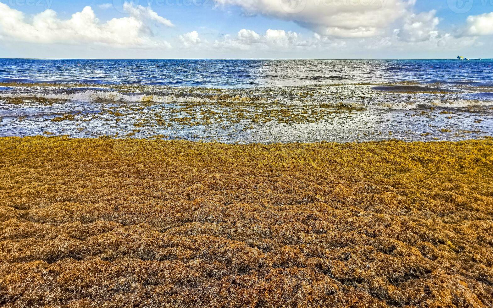 skön karibiska strand totalt snuskig smutsig otäck tång problem Mexiko. foto