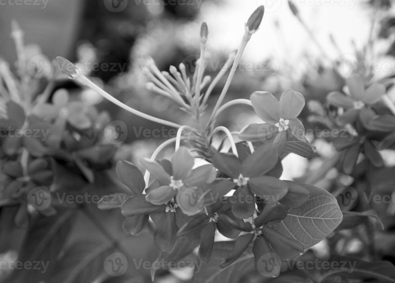 blommande blomma med löv, levande naturlig natur, arombukettflora foto