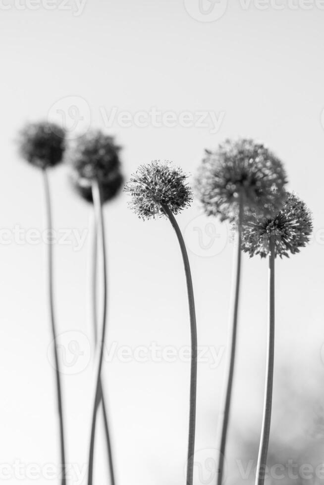 vild infödd skönhet blomma allium echinops tistel med nektar som blommar i fält foto