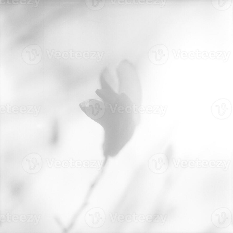 blommande blomma magnolia med gröna blad, levande naturlig natur foto