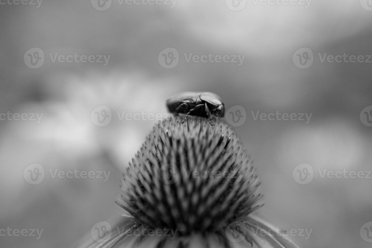 blommande blomma echinacea med löv foto