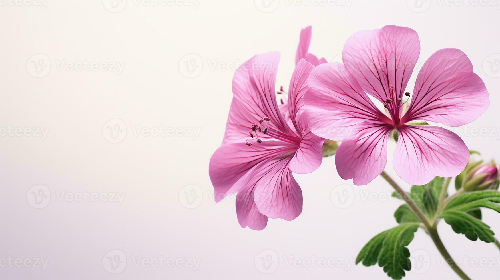 Foto av skön geranium blomma isolerat på vit bakgrund. generativ ai