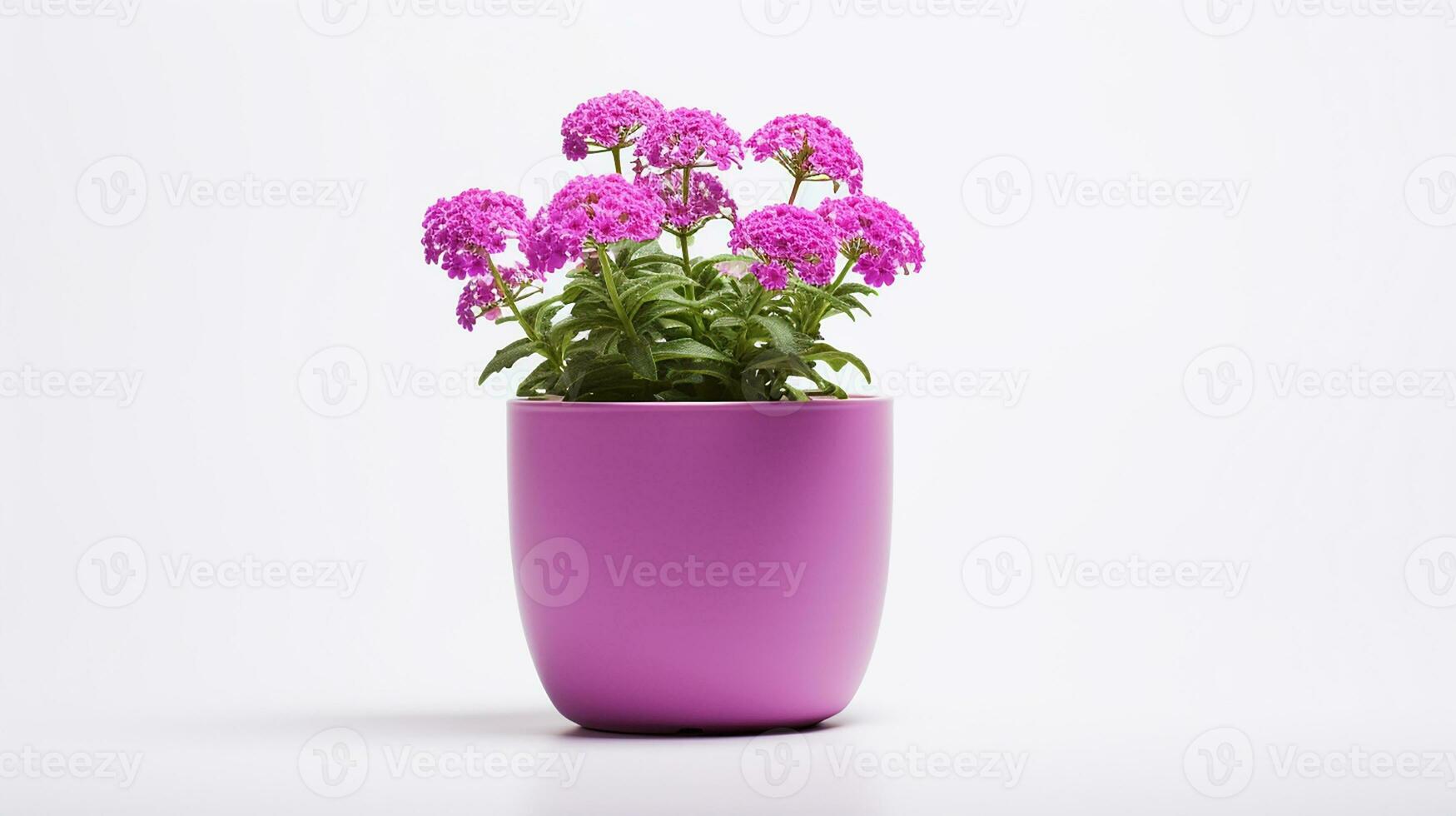 Foto av verbena blomma i pott isolerat på vit bakgrund. generativ ai