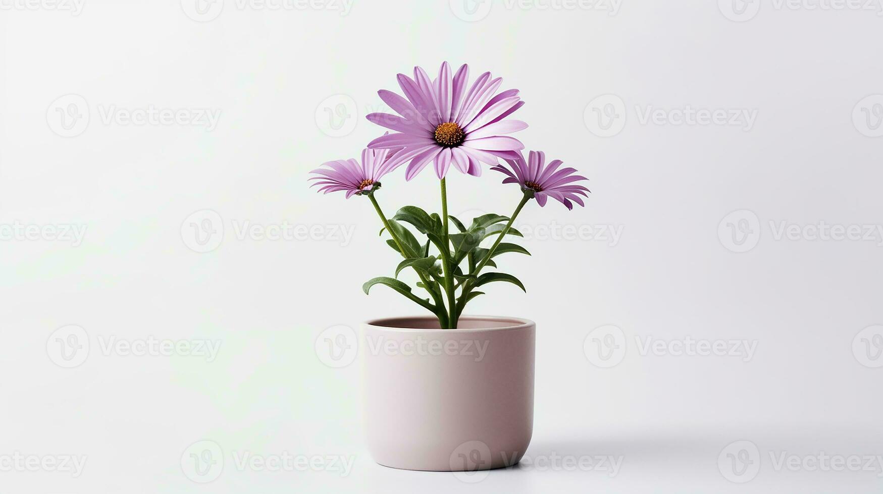 Foto av osteospermum blomma i pott isolerat på vit bakgrund. generativ ai