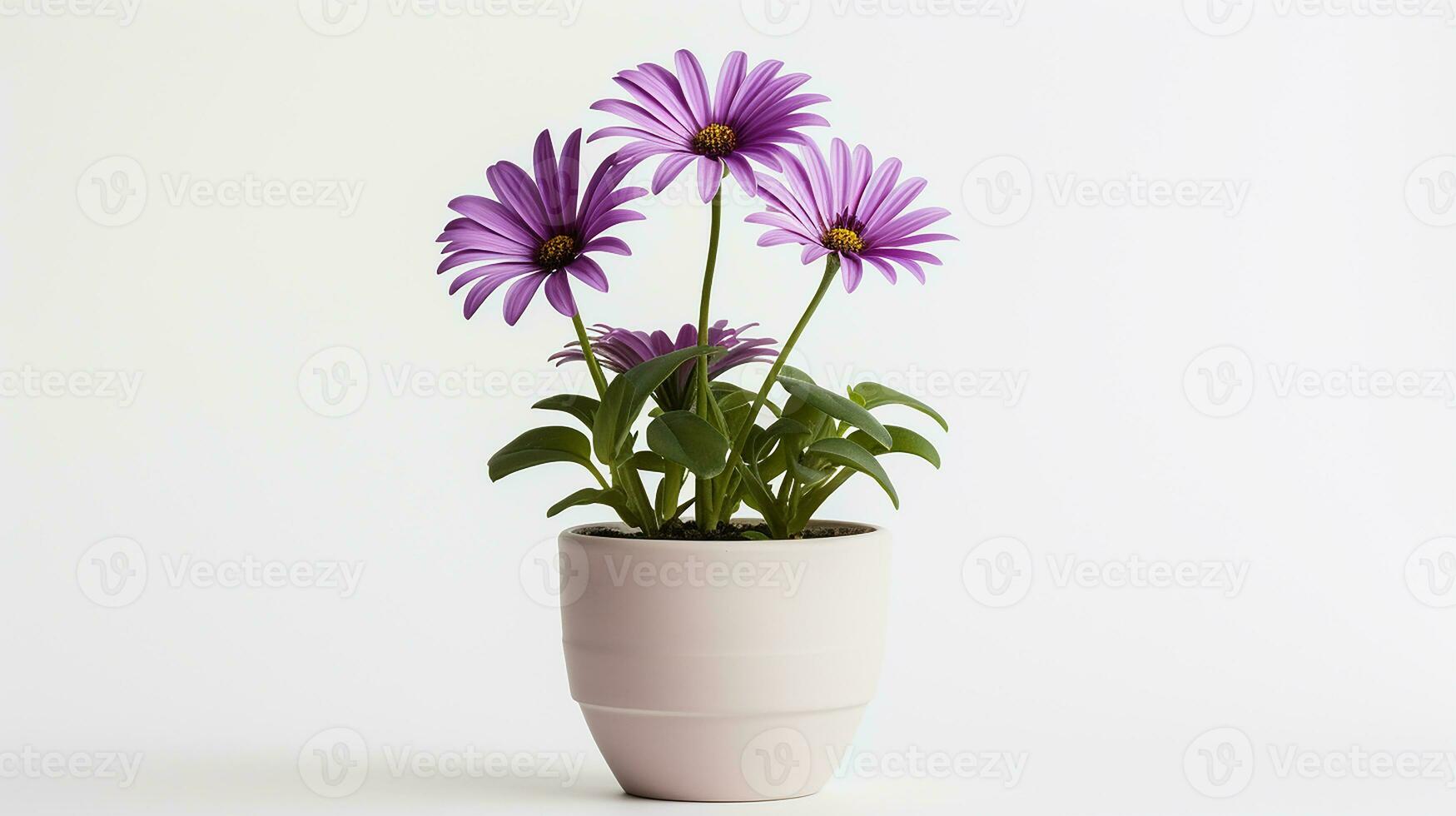 Foto av osteospermum blomma i pott isolerat på vit bakgrund. generativ ai