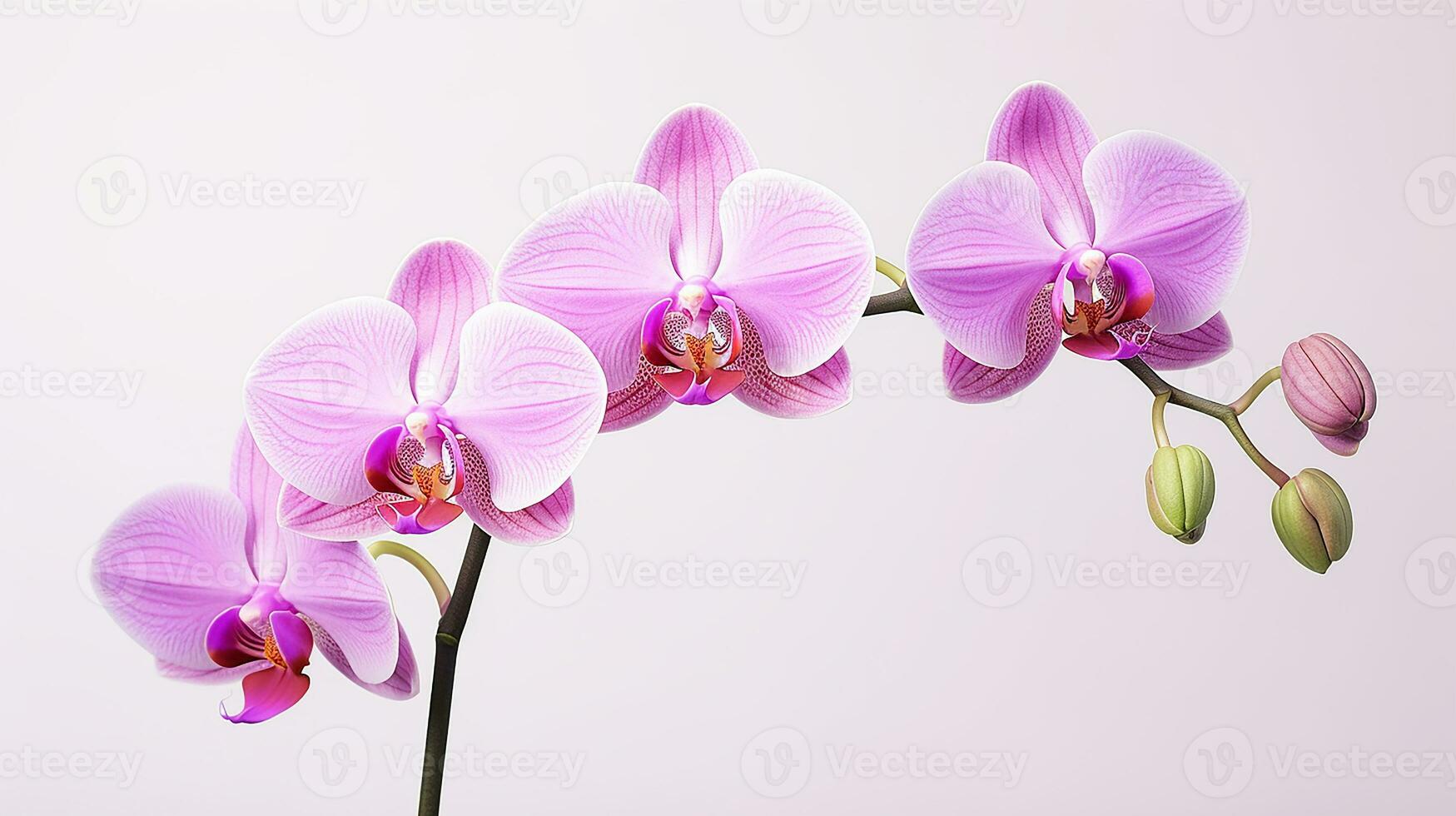 Foto av skön orkide blomma isolerat på vit bakgrund. generativ ai