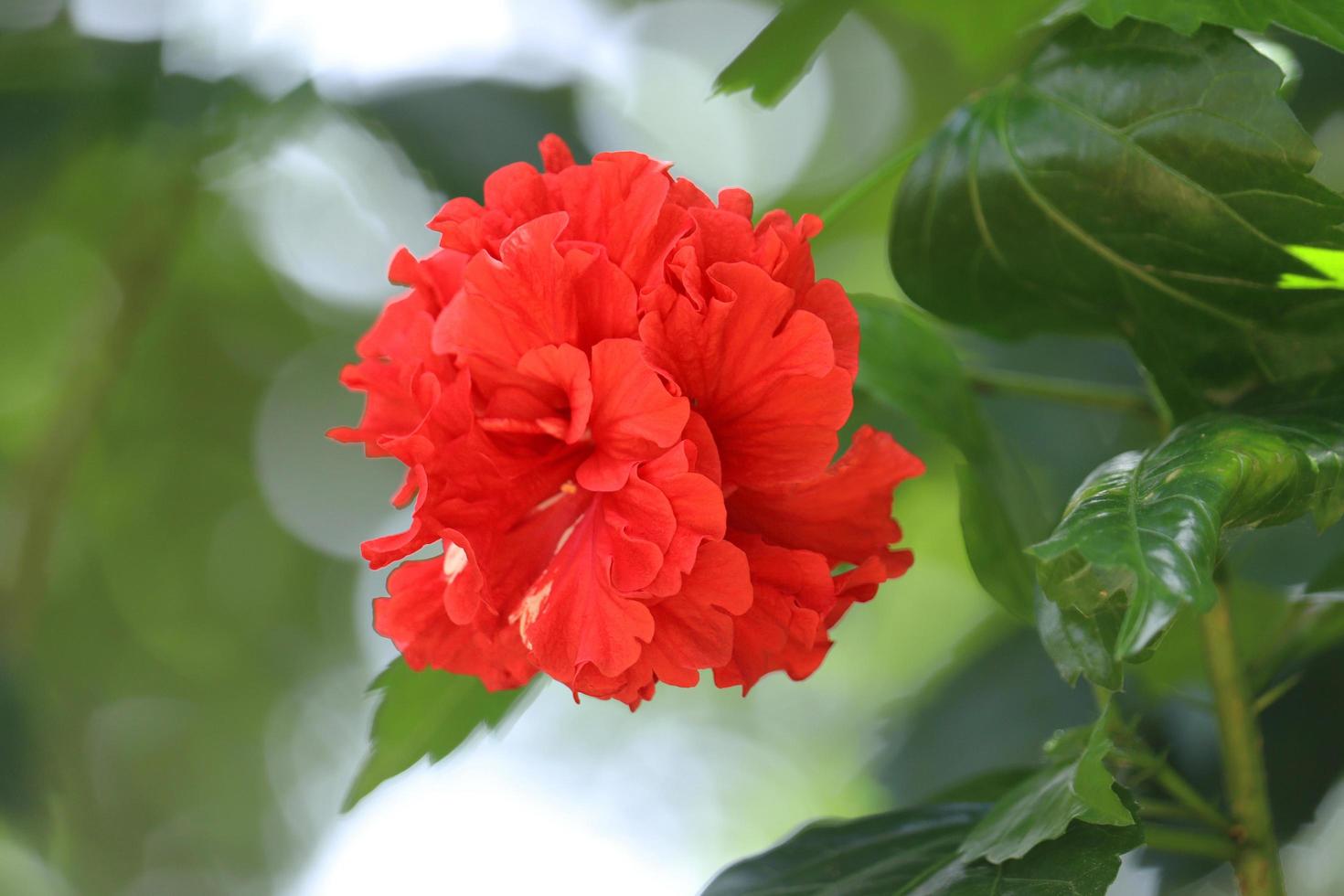 röd hibiskusblomma i trädgården foto