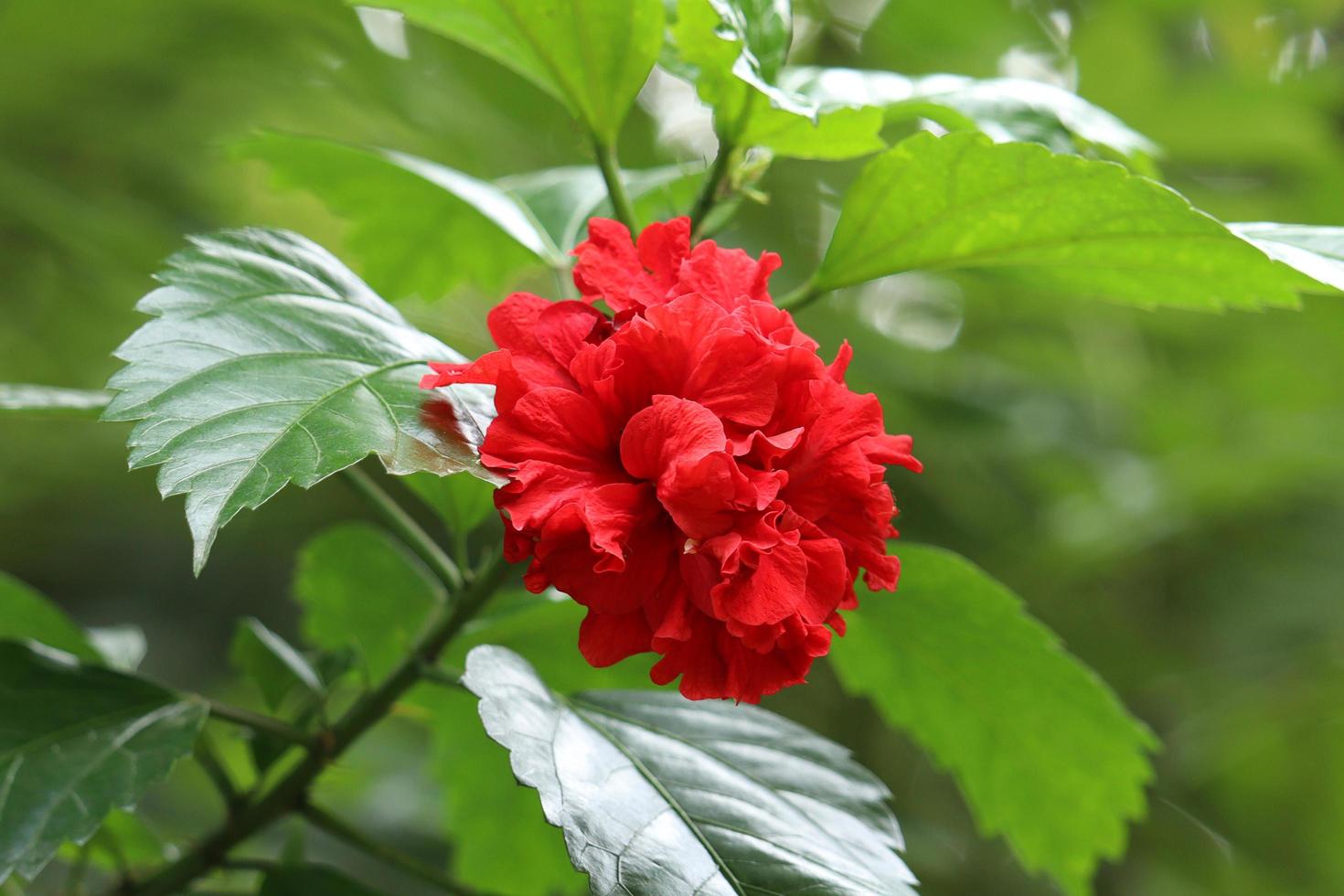 röd hibiskusblomma i trädgården foto