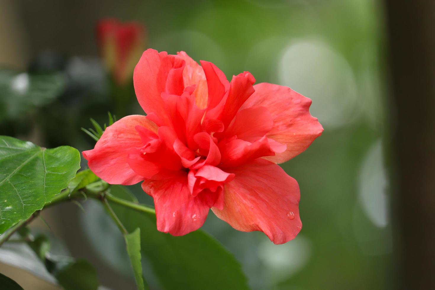 röd hibiskusblomma i trädgården foto