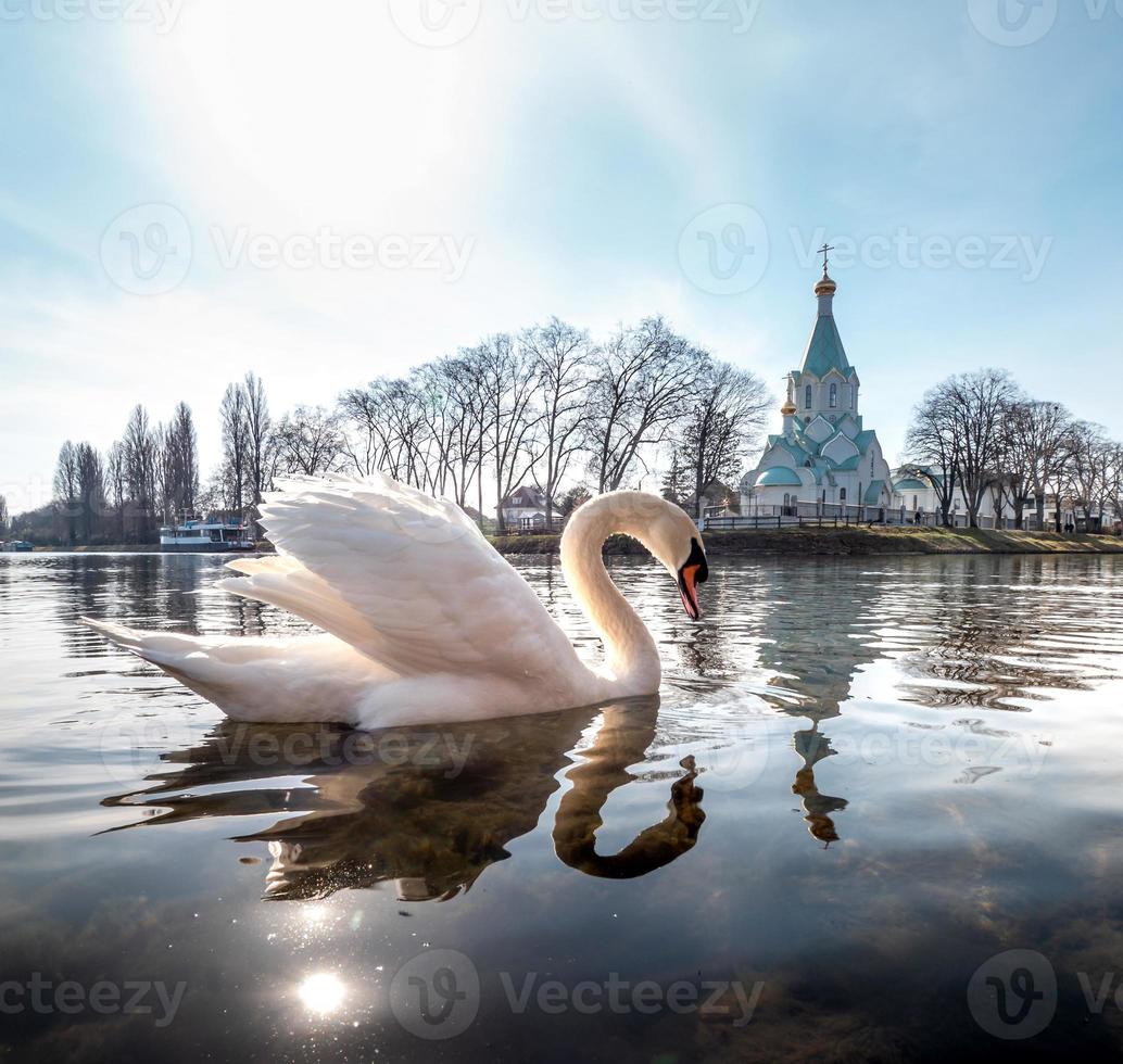 en elegant vit svan på floden foto