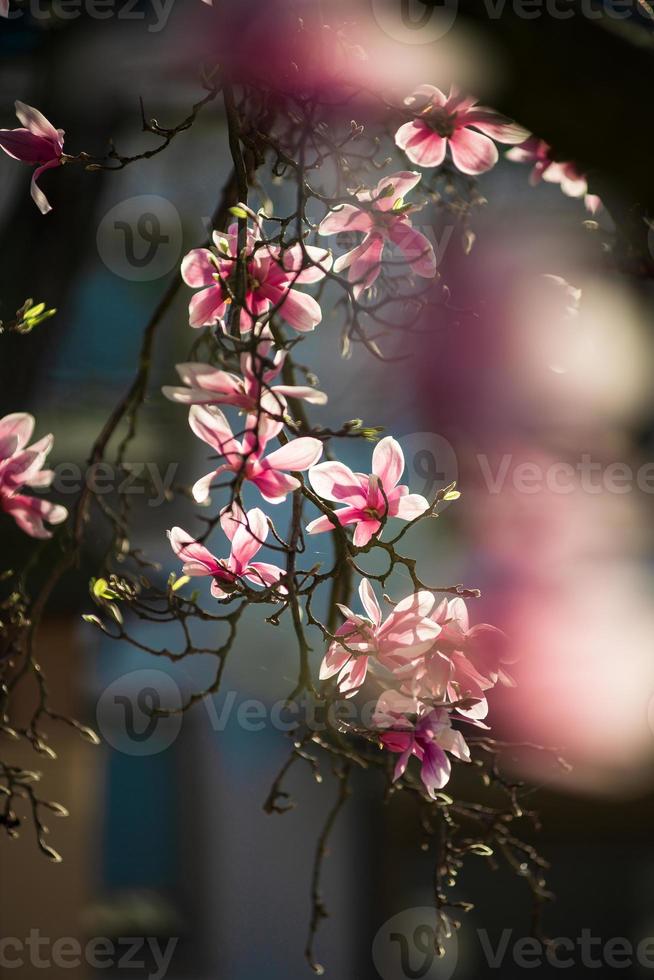 blommande magnolias i de gamla kvarteren i Strasbourg, varm solig vår. foto