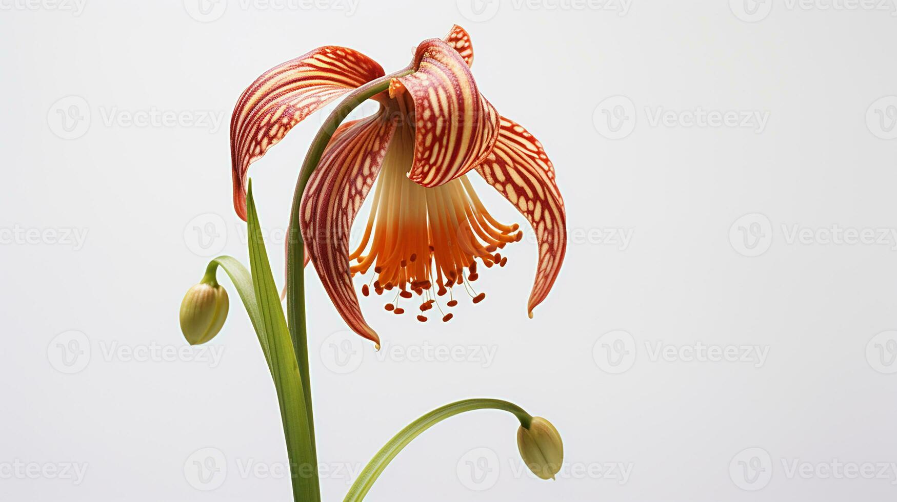 Foto av skön fritillaria blomma isolerat på vit bakgrund. generativ ai