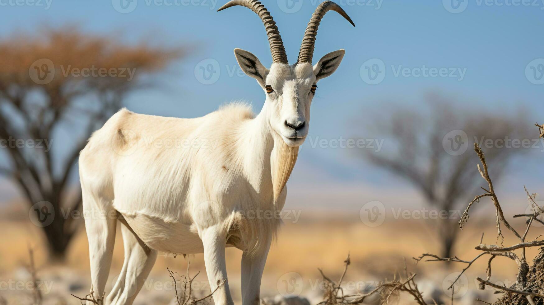 närbild Foto av en arab oryx ser några riktning i de öken. generativ ai