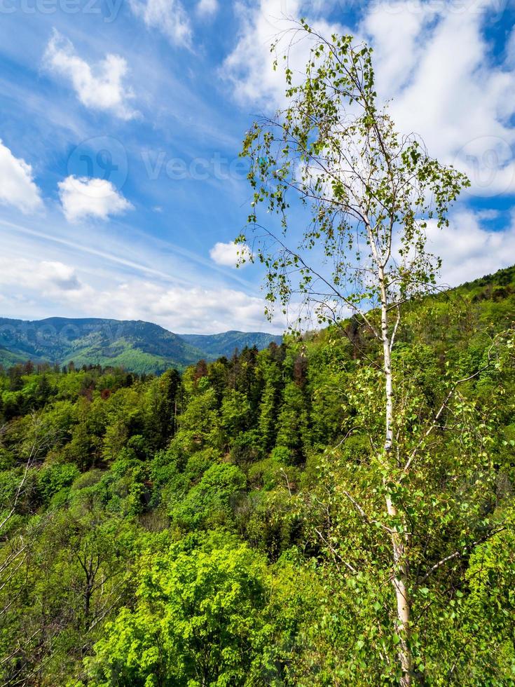 fantastiska landskap av vosges i Frankrike foto