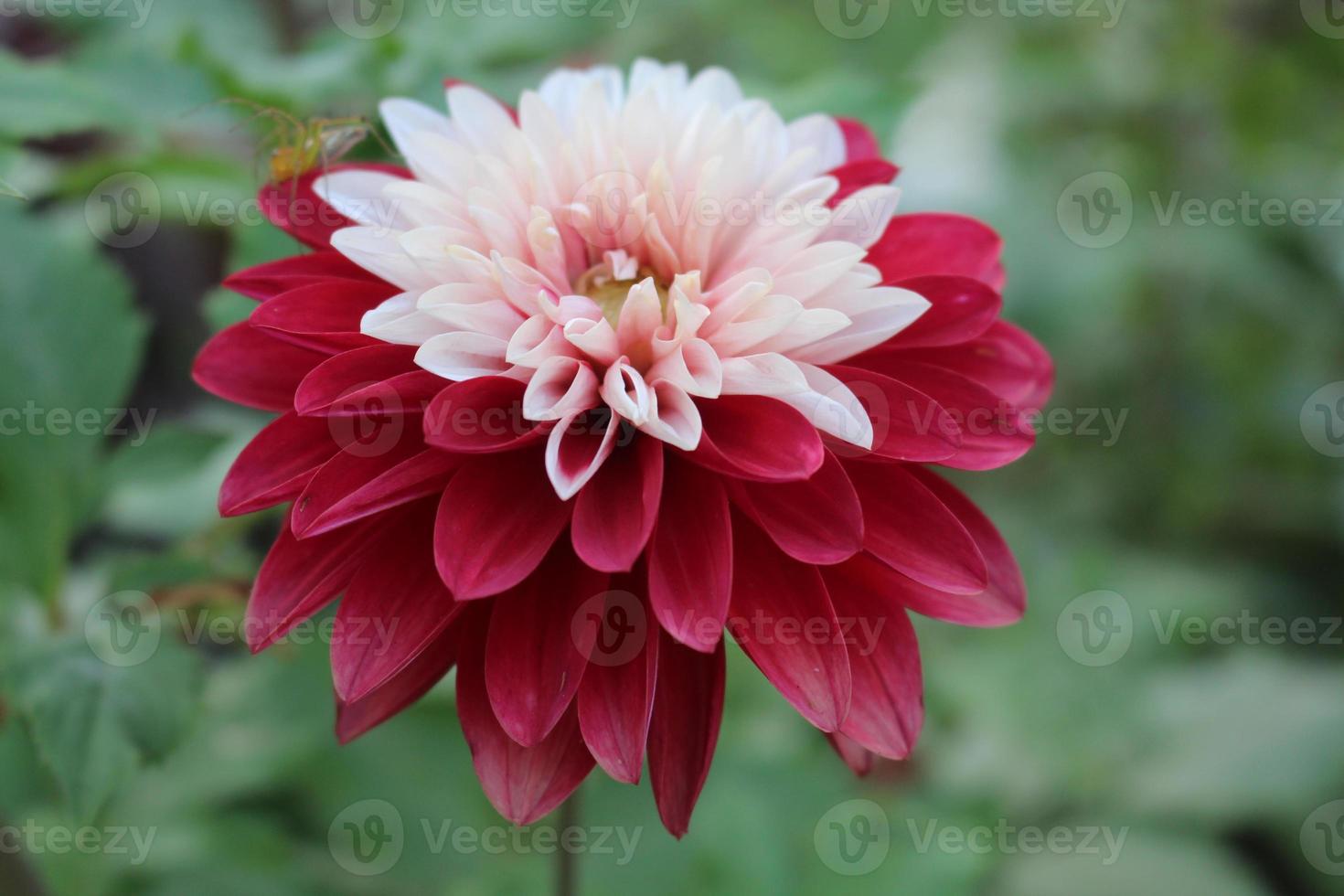 röd och vit dahlia blomma foto