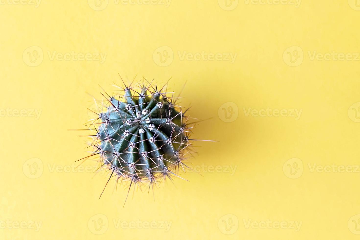 bakgrund från en kaktus på gul bakgrund. växtstruktur med taggar foto
