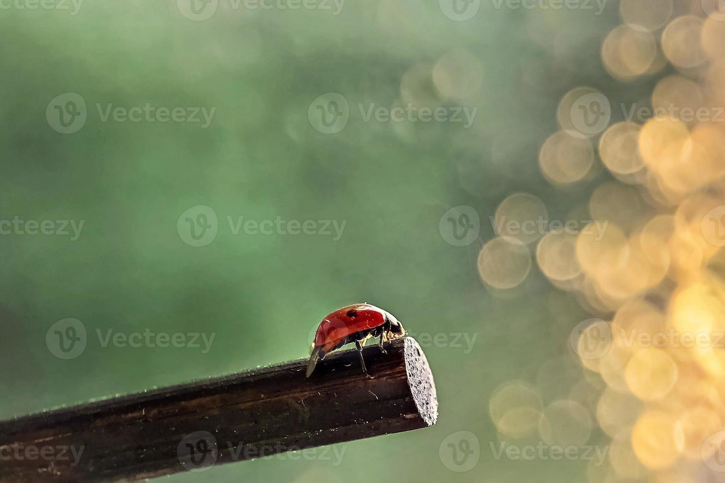 en röd nyckelpiga kryper på en pinne mot solens solnedgångsstrålar. bokeh. makrofotografering. efter regn foto