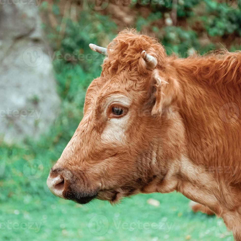 vacker brun ko porträtt på ängen foto