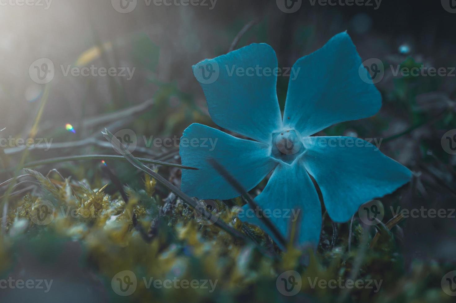 romantisk blå blomma i naturen på våren foto