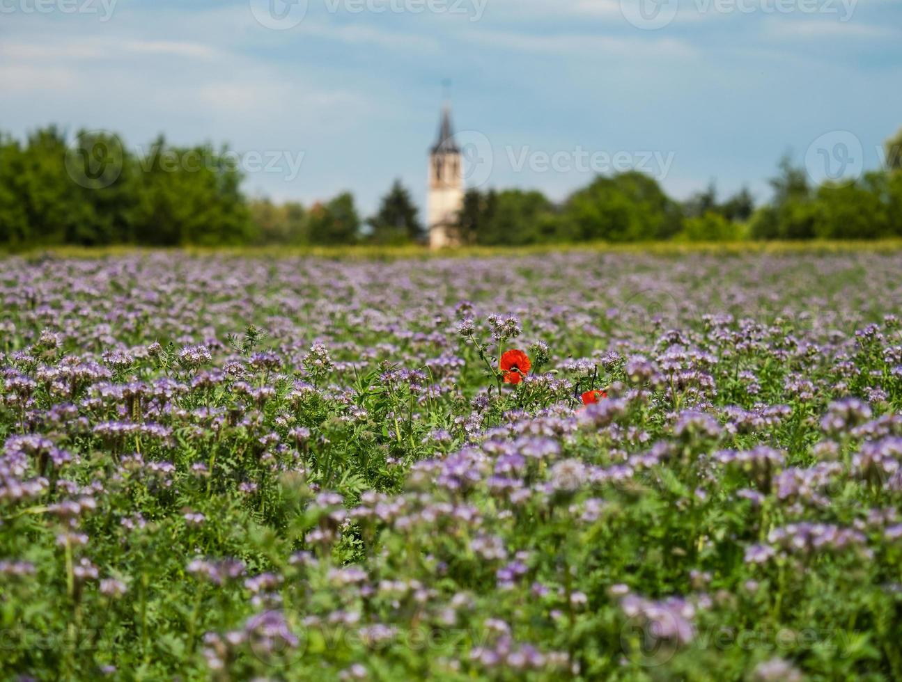 blommande vallmo i lila blommor foto