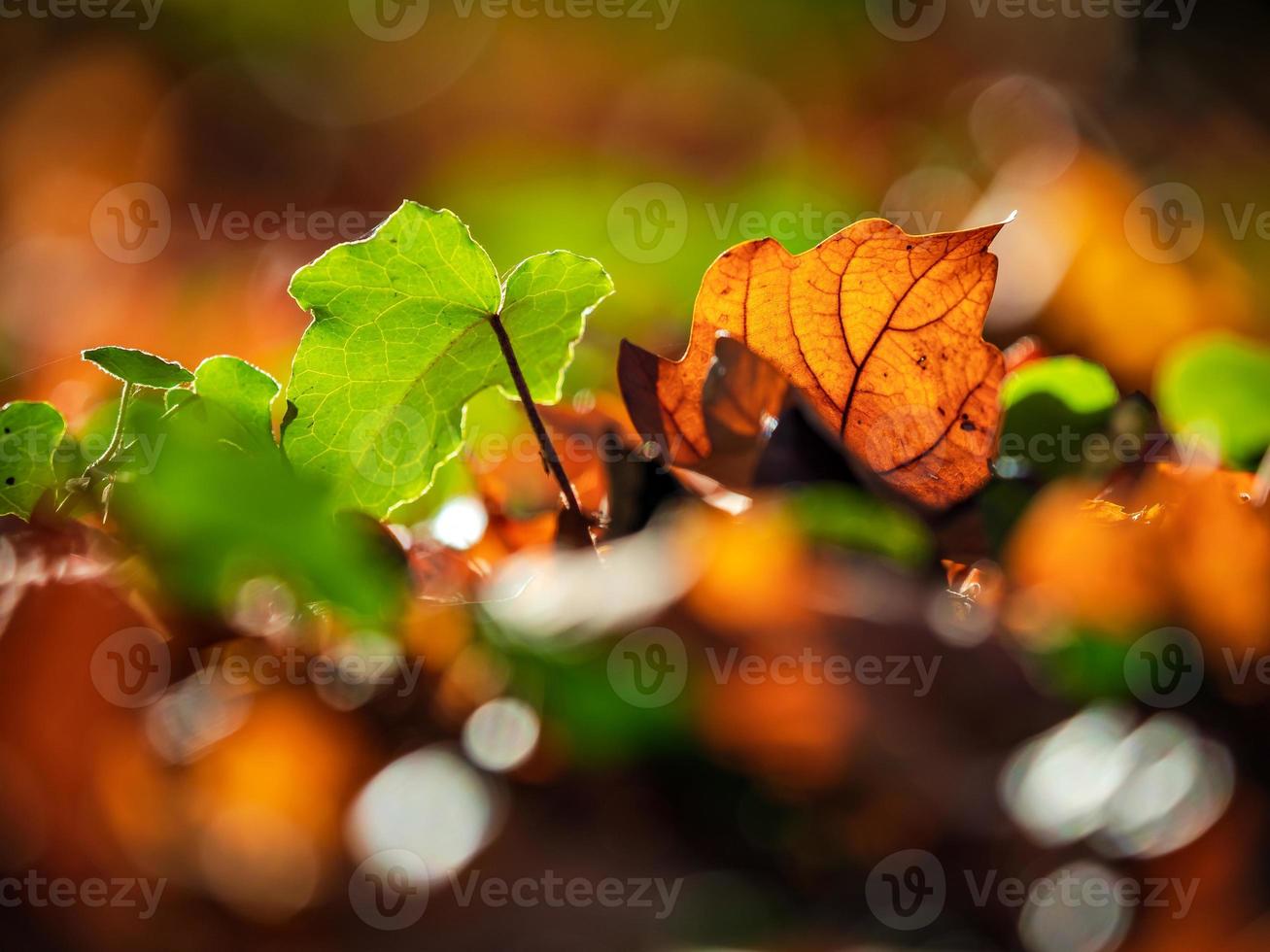 soligt väder i skogen foto