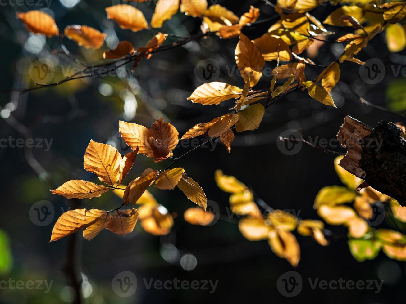 soligt väder i skogen foto