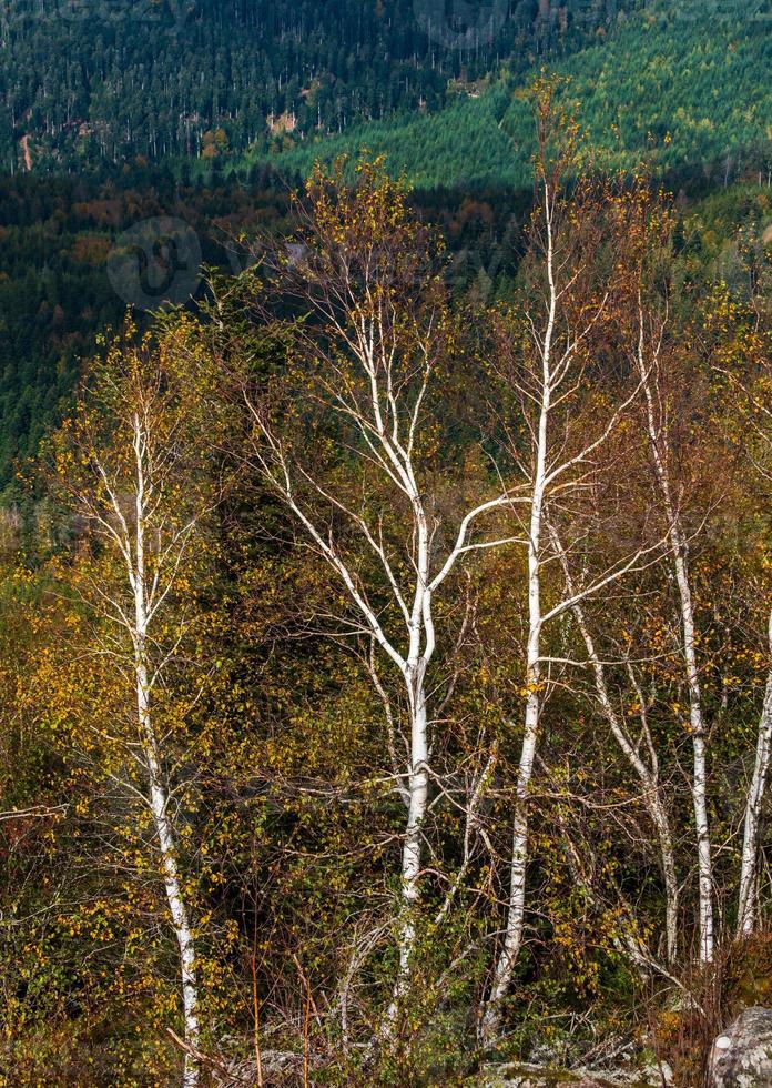 utsikt från toppen av berget till Vosgesbergen i Alsace, Frankrike foto