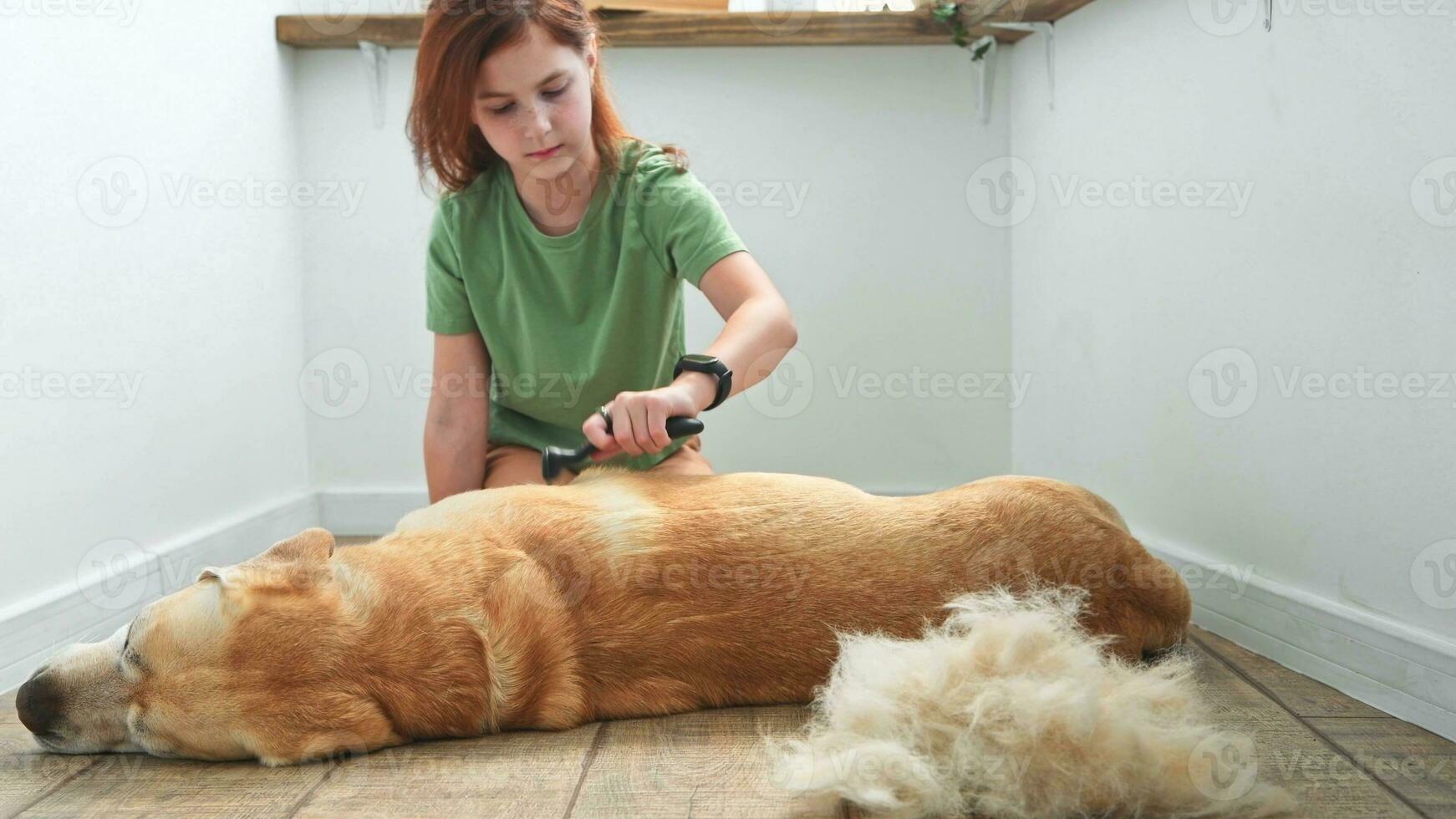 flicka kammande de hår av henne labrador hund. problem vår rugga sällskapsdjur. foto