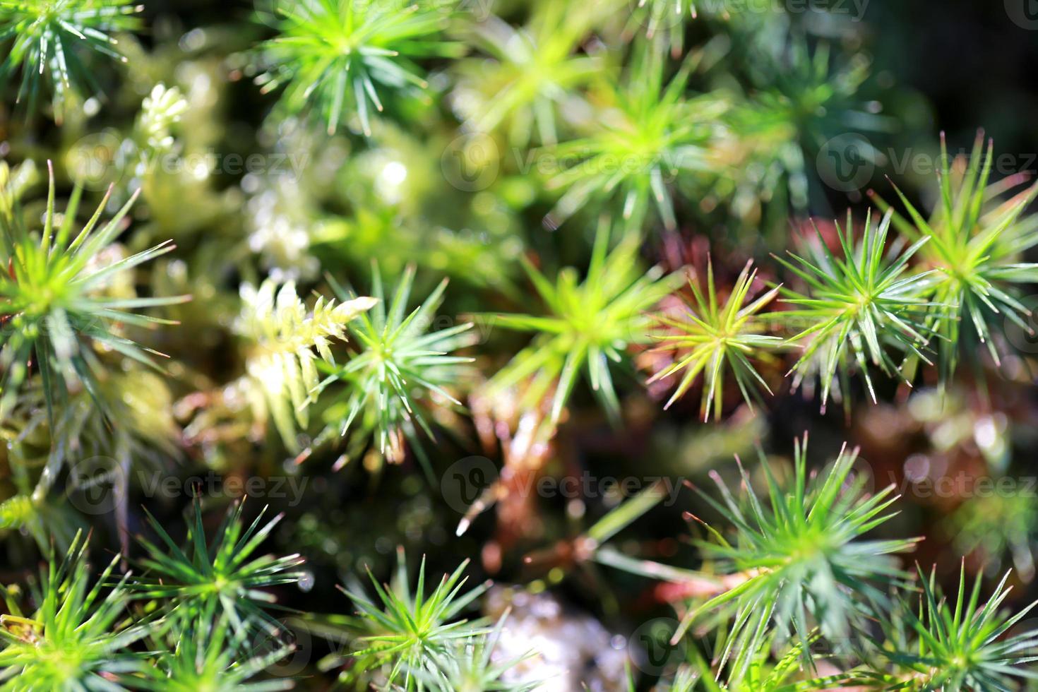 naturen under höstsäsongen foto