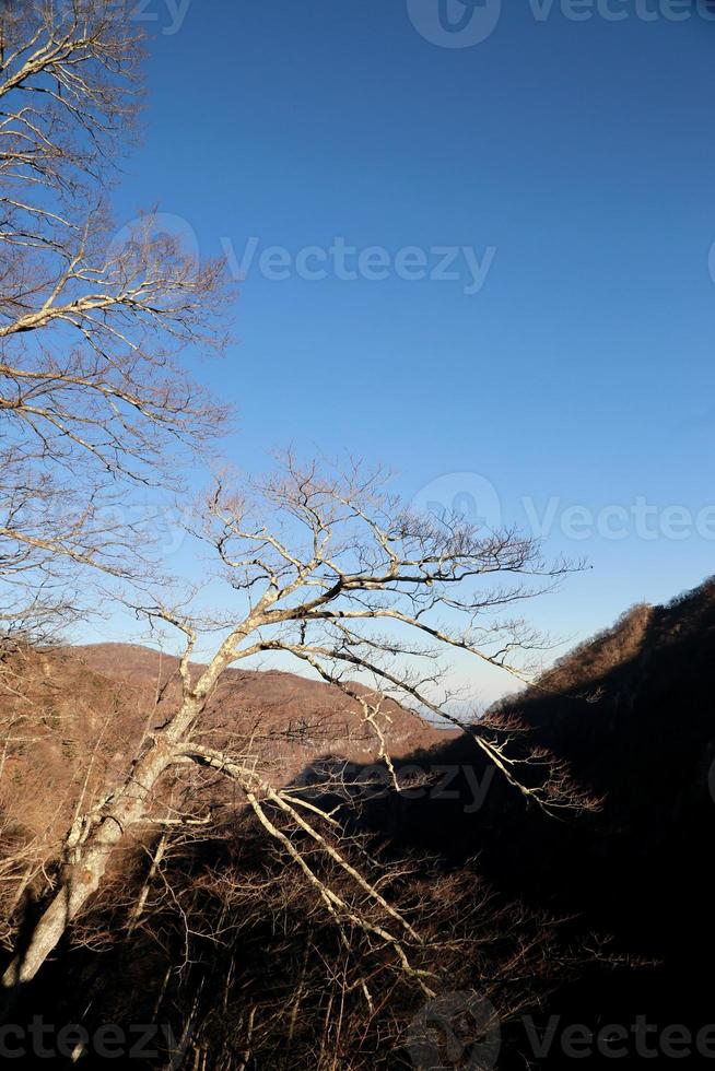 naturen under höstsäsongen foto