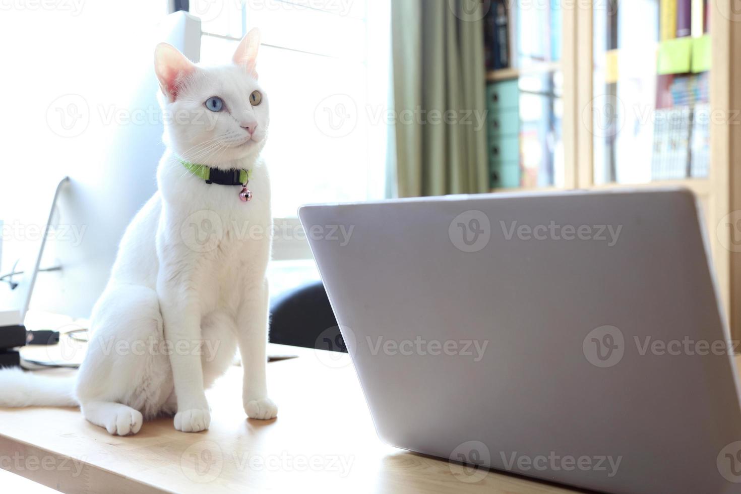 katt och bärbar dator foto