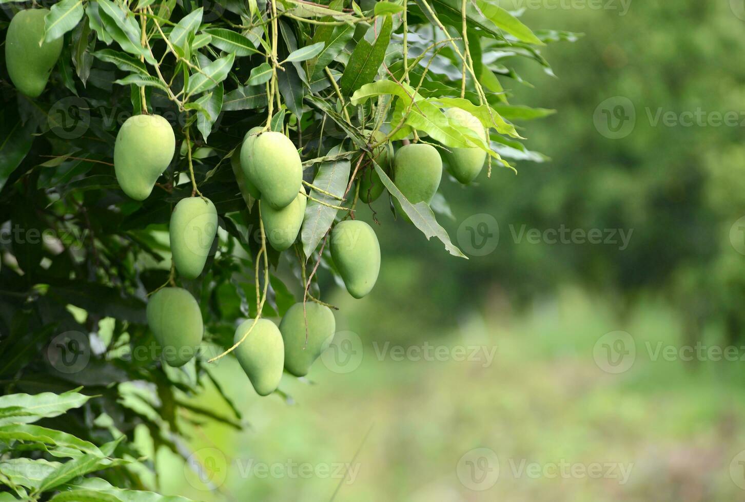 färsk mango på träd foto