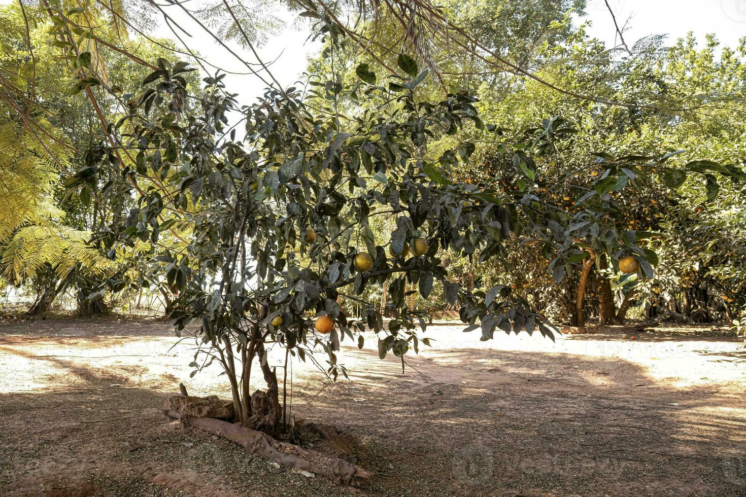 rangpur frukt träd foto