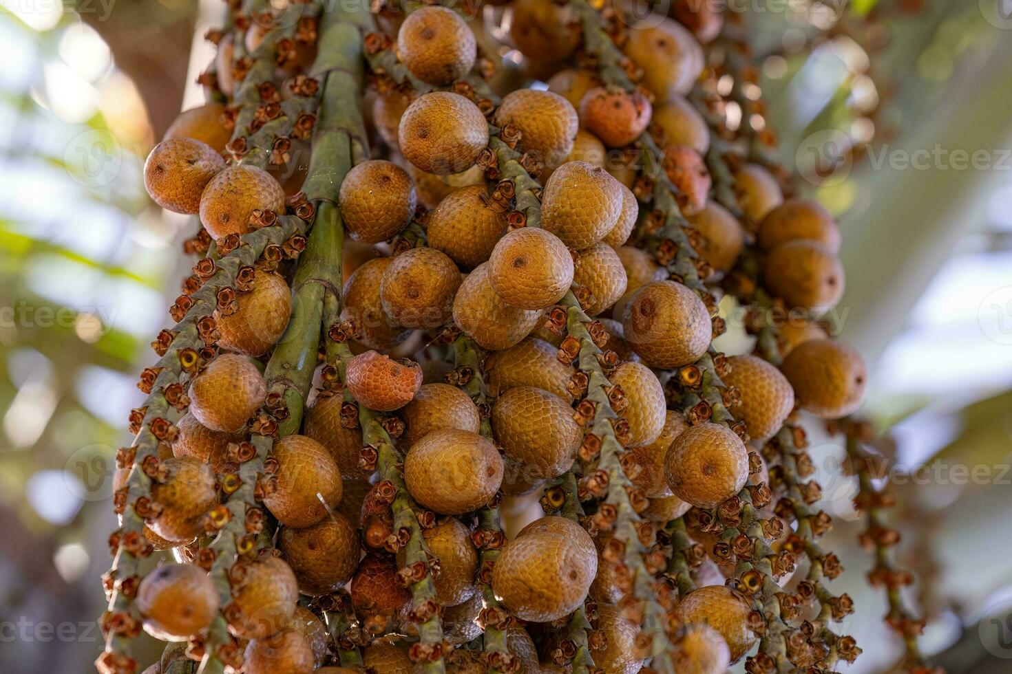 frukt av de buriti handflatan foto