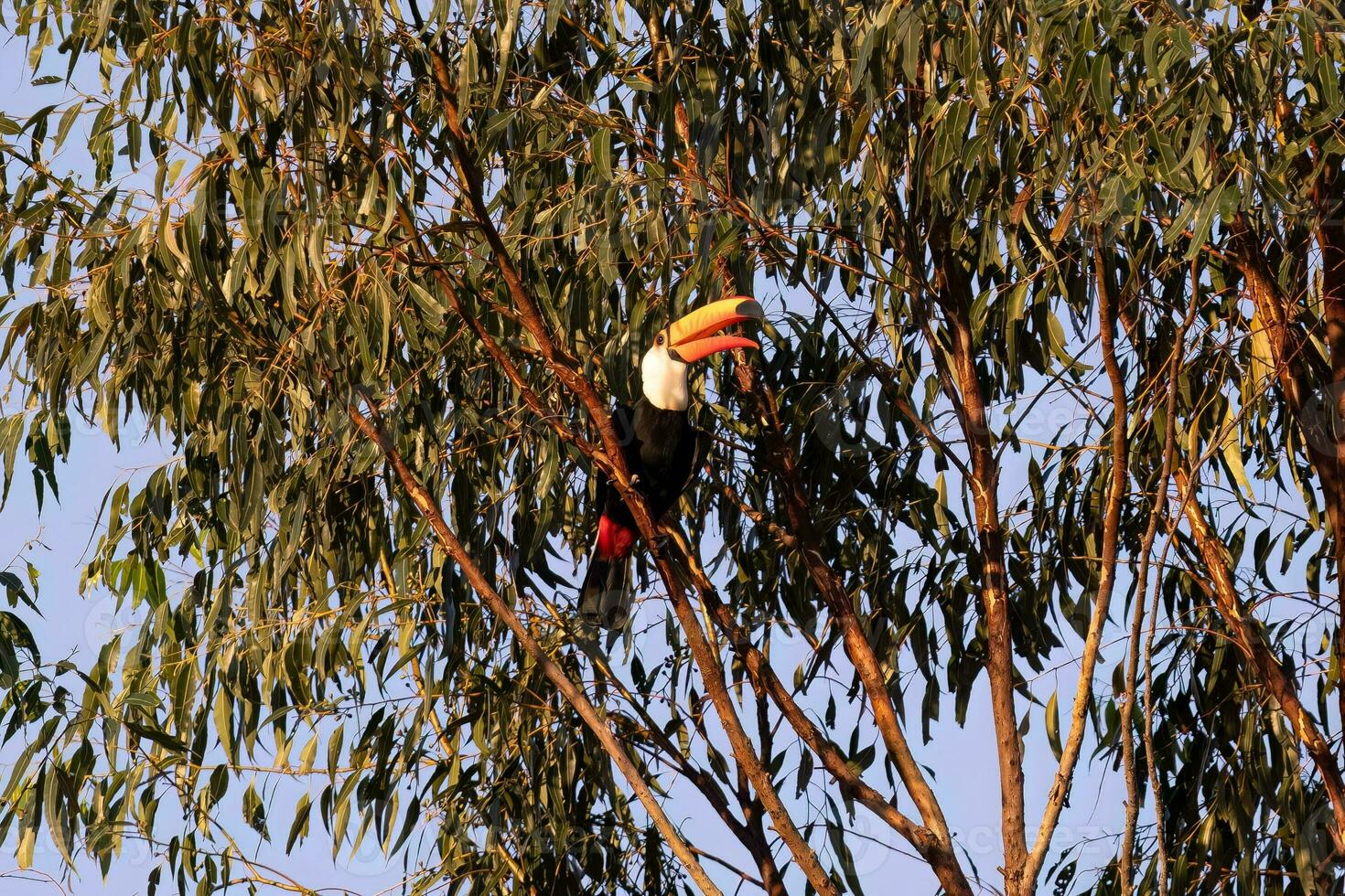 vuxen toco toucan foto