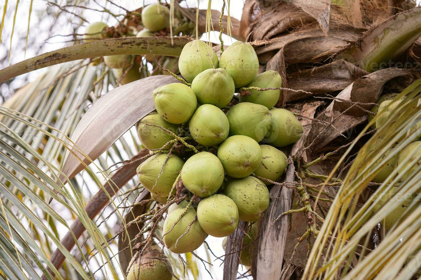 kokosnöt palmträd foto
