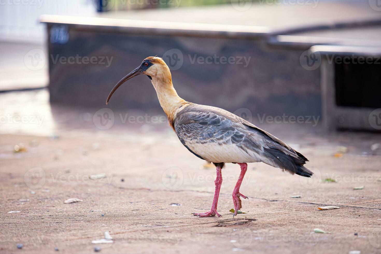 buffelhalsad ibis foto