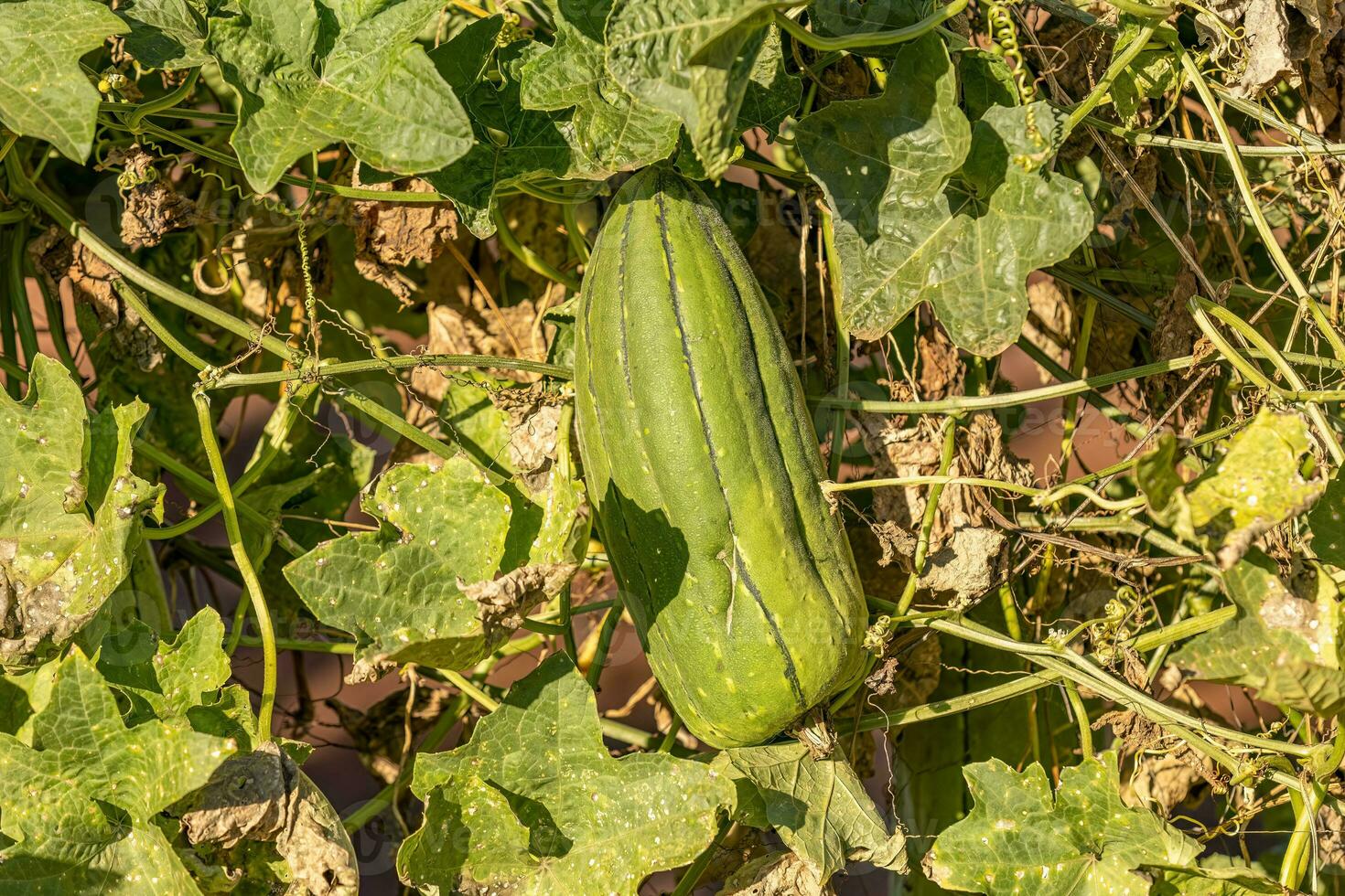 svamp kalebass växt frukt foto