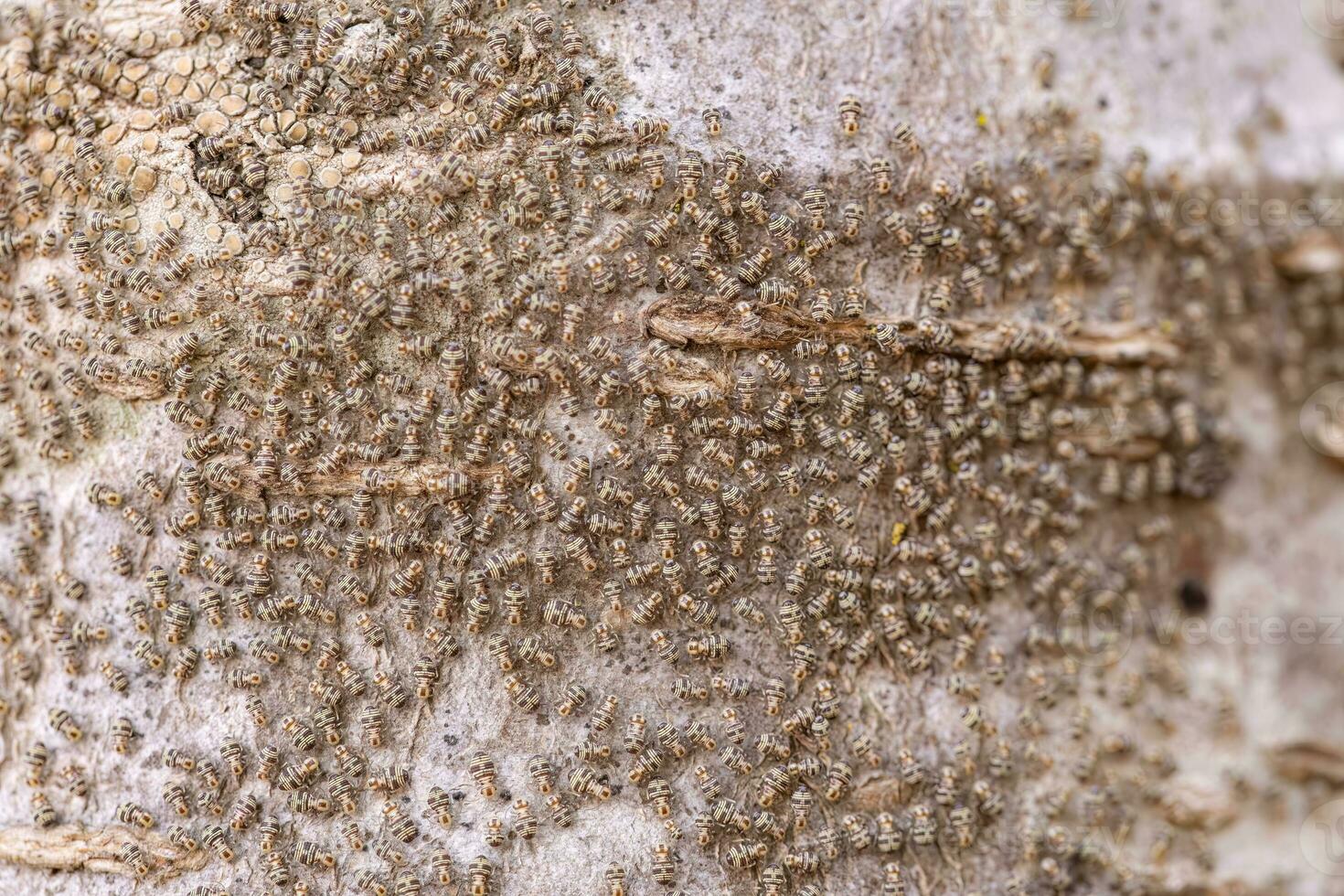 små löss insekter på en trunk foto