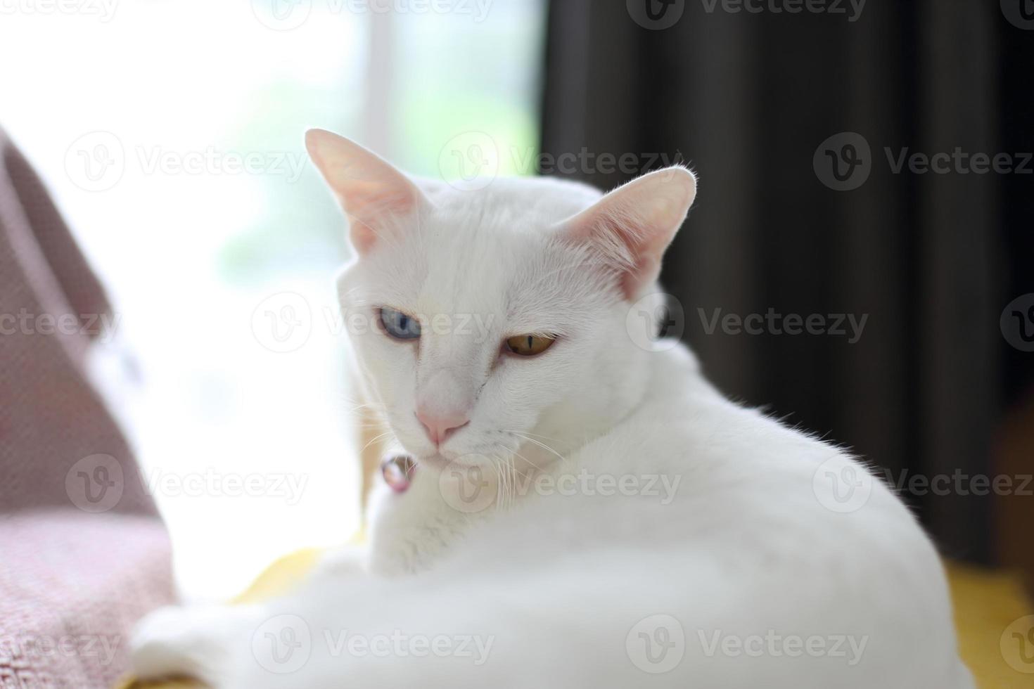 avkopplande vit katt foto