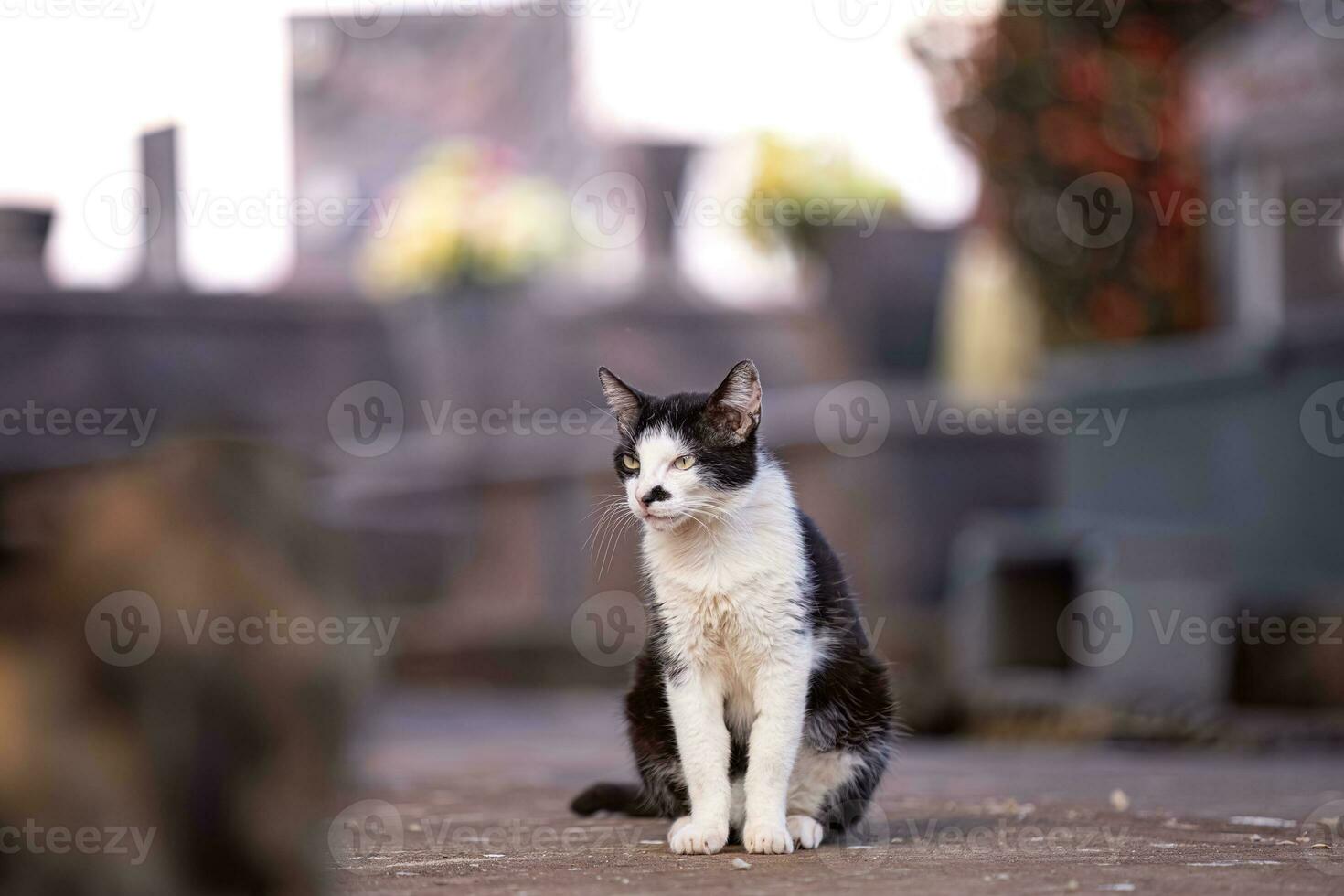 kattdjur djur- inhemsk katt övergiven foto