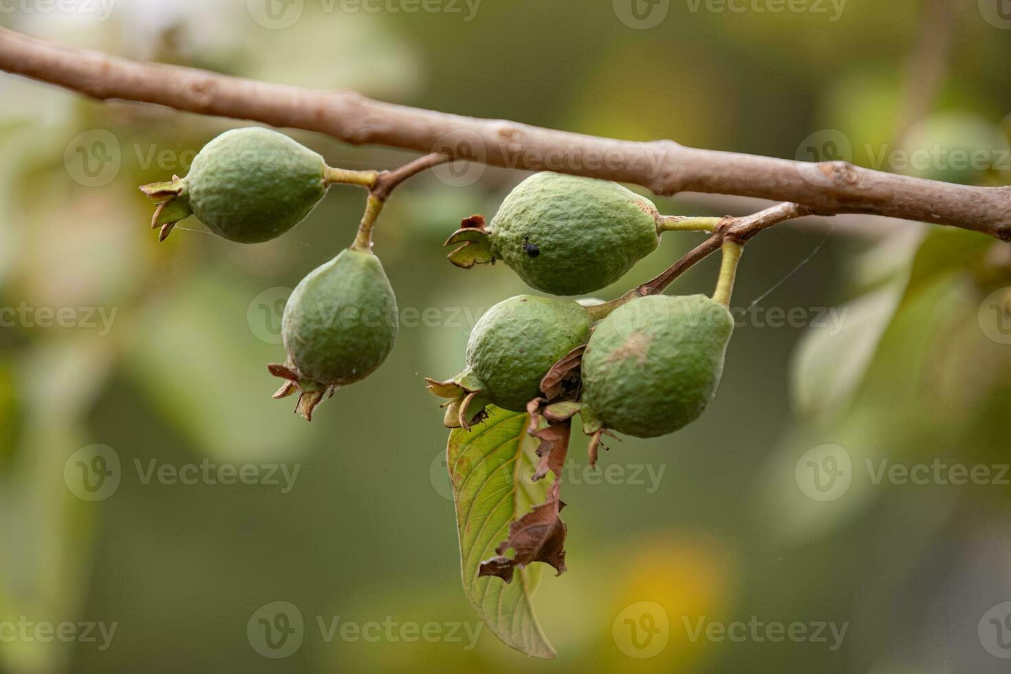 små guavor frukt foto