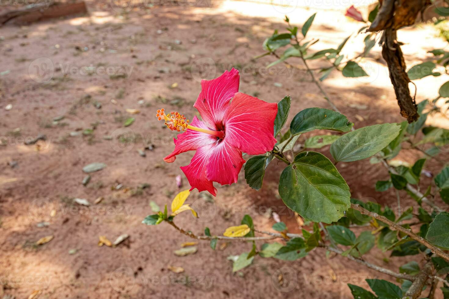 röd hibiskus blomma foto