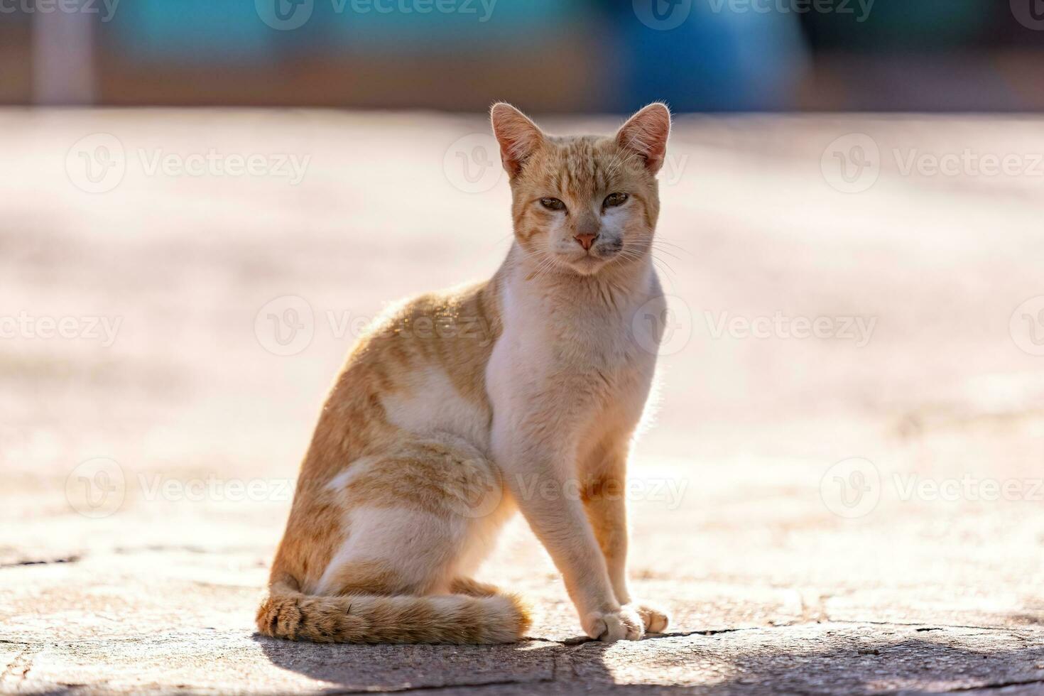 små inhemsk katt foto