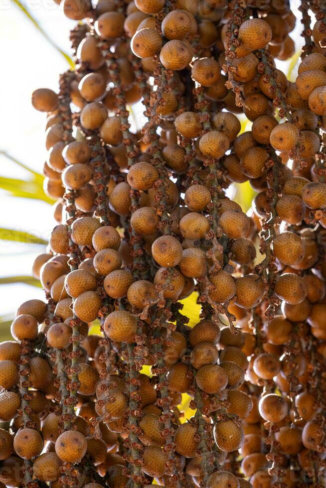 frukt av de buriti handflatan foto